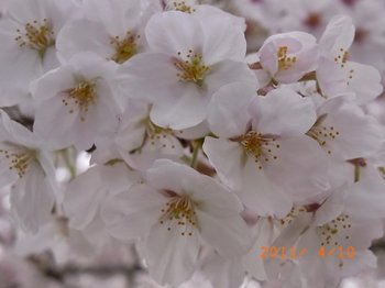 2011410桜.jpg